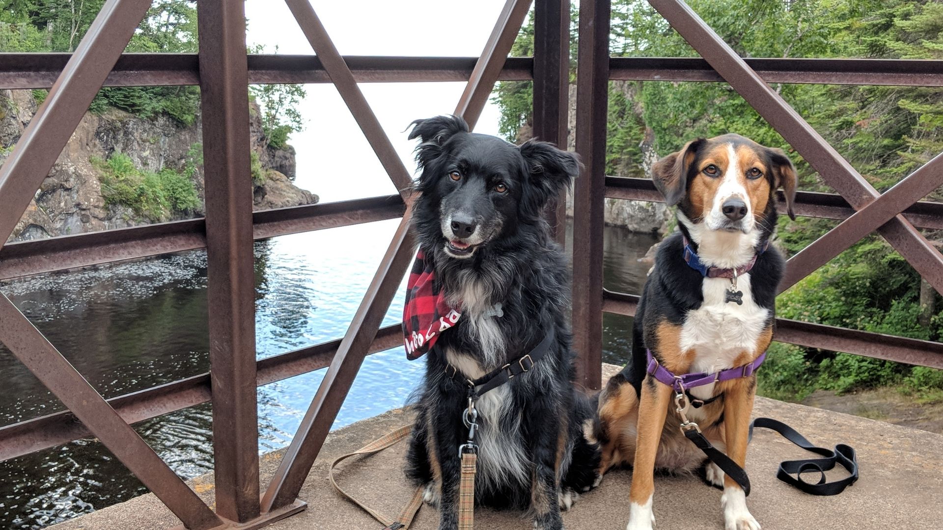 DogFriendly Vacation Rentals in Lutsen Caribou Highlands Lodge